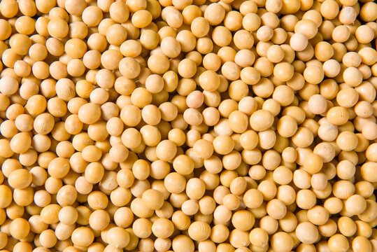 Premium Non GMO Soybeans High Protein Bulk 50kg Bags Export Quality Grade Moisture 13% Minimal Impurities Sunrise Impex 12