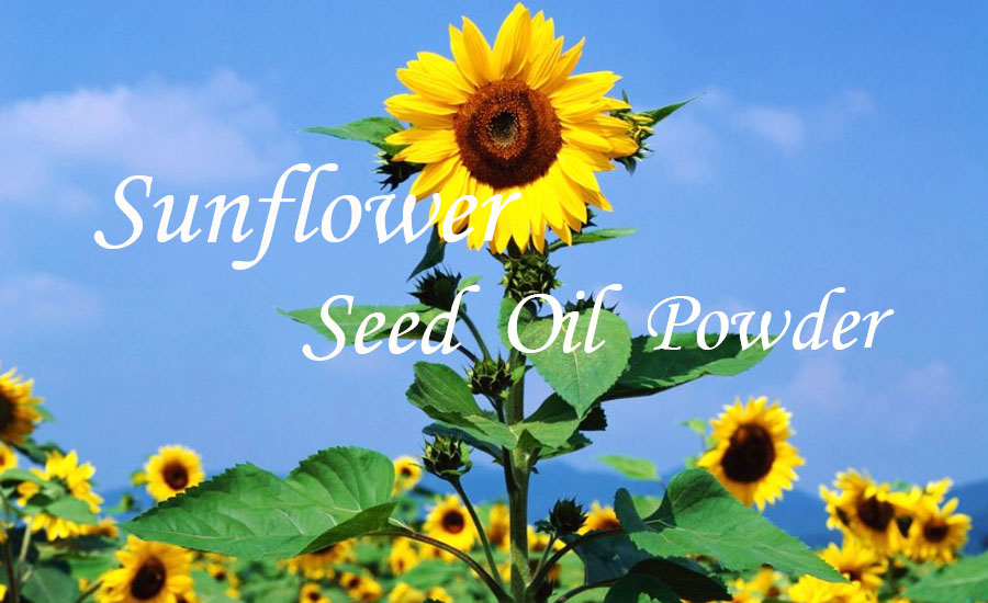 Sunflower Seed Protein Banner
