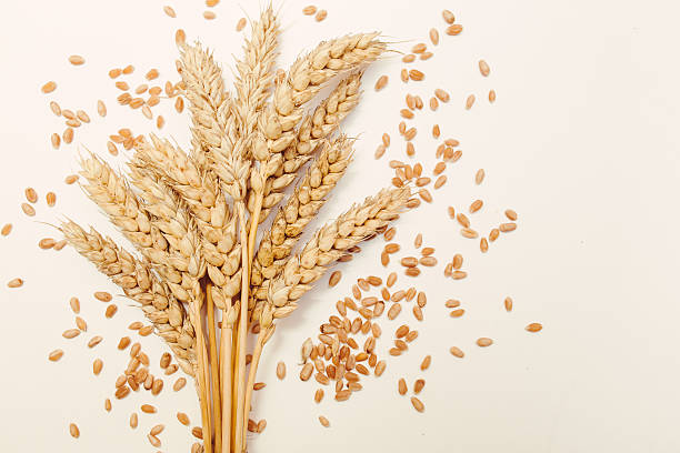 Durum Wheat Grain High Protein Content | Wholesale Supplier