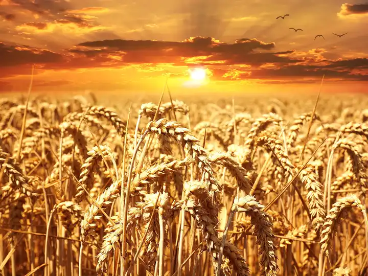 Wheat Grain Image 7