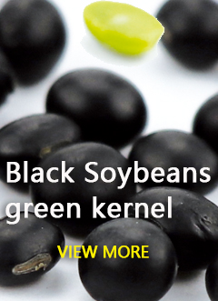 Soya Bean Type C