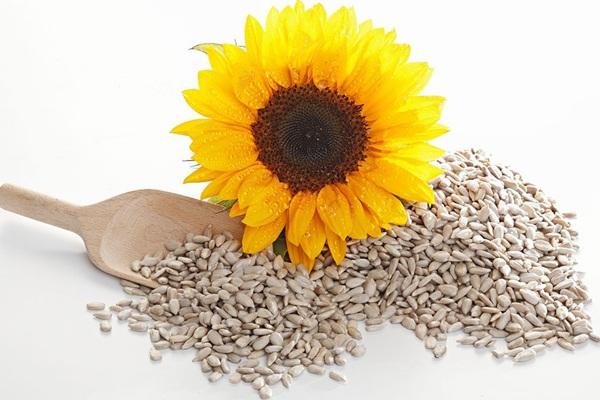 Sunflower Protein Powder Applications