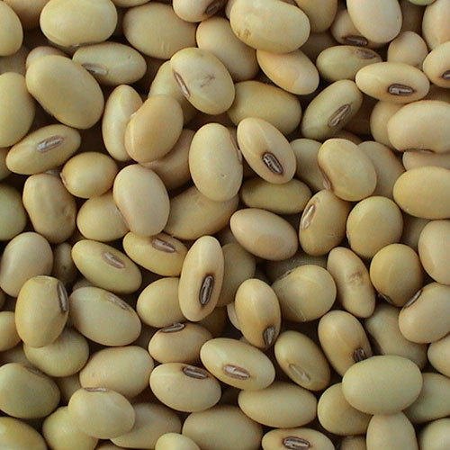 Premium Non GMO Soybeans High Protein Bulk 50kg Bags Export Quality Grade Moisture 13% Minimal Impurities Sunrise Impex 12