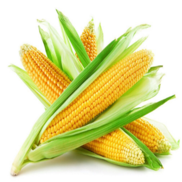 High Quality GMP Natural Corn Protein Powder Food Grade Vacuum Packed in Drums