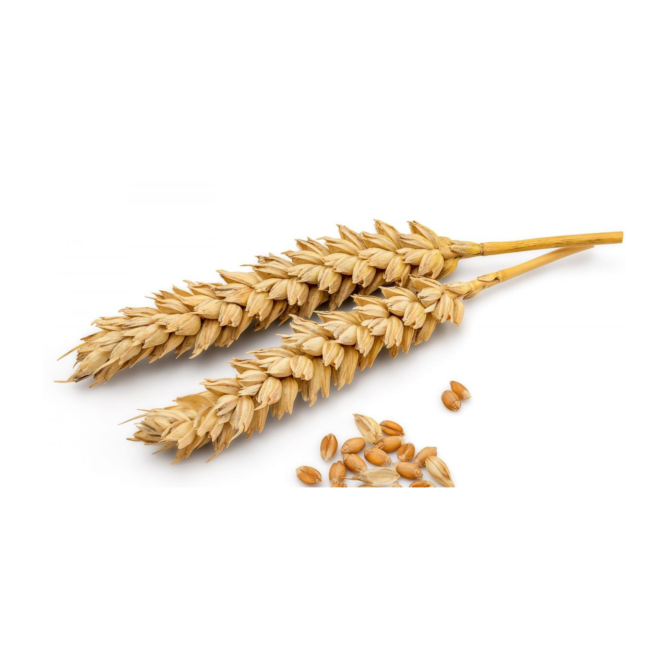 Bulk Selling Pure Protein Best Quality Organic Natural Wheat Bran Ready for Animals Feeds 1st Grade