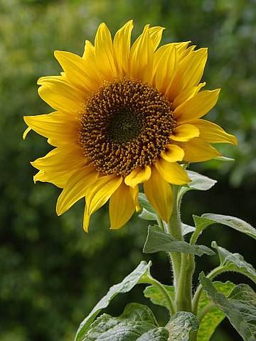 Factory Direct Supply Natural Food Grade Sunflower Protein 90% Protein Sunflower Seed Protein Powder