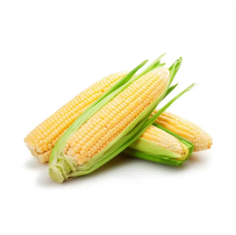 Newly Harvested Non-GMO Whole Fresh Sweet Corn Yellow Maize Crop GMO-Free Fresh Locked Corn