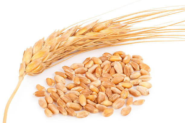 Durum Wheat Grain High Protein Content | Wholesale Supplier
