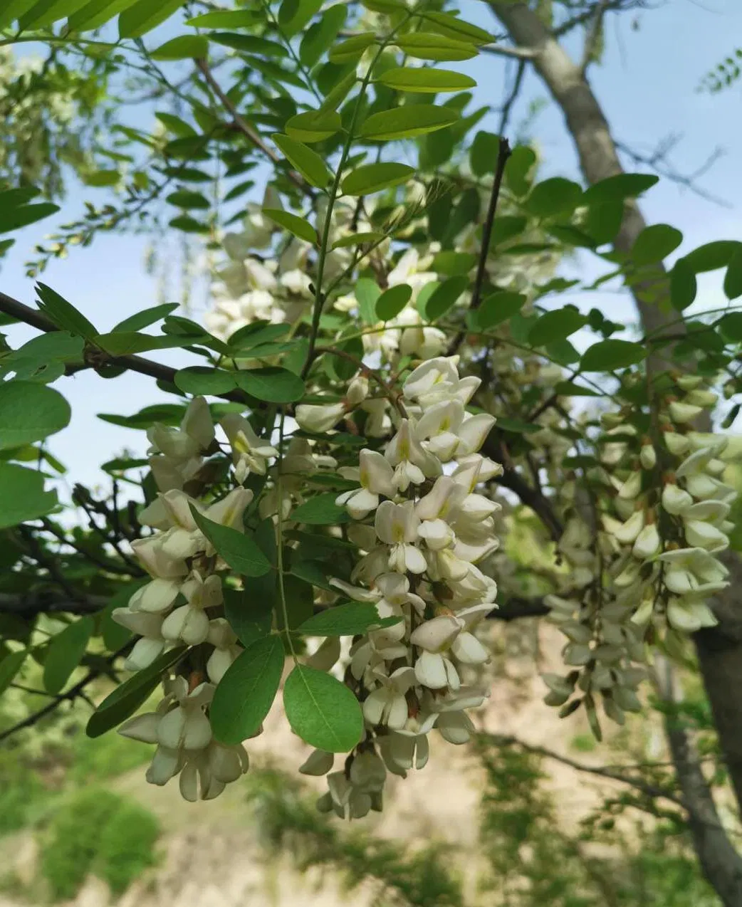 Small Packed Honey, Pure Acacia Honey, Health Honey. Bottle Honey, 1kg Bottle Honey