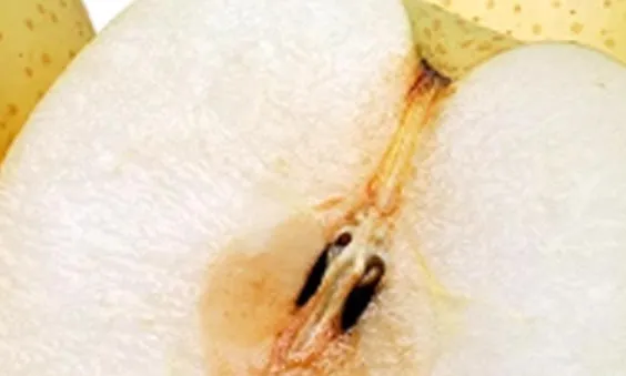 Nourishing Prebiotics