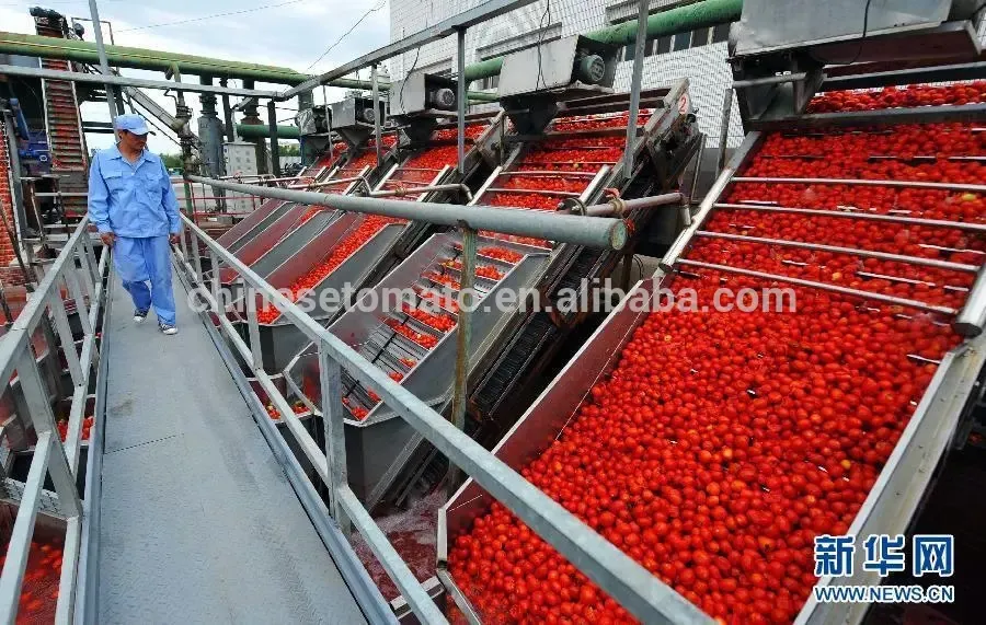 Fresh Organic Tomatoes