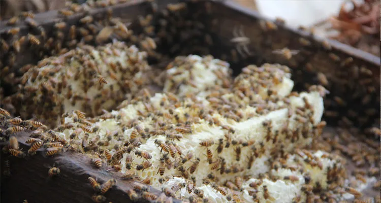 Royal Jelly Inventory