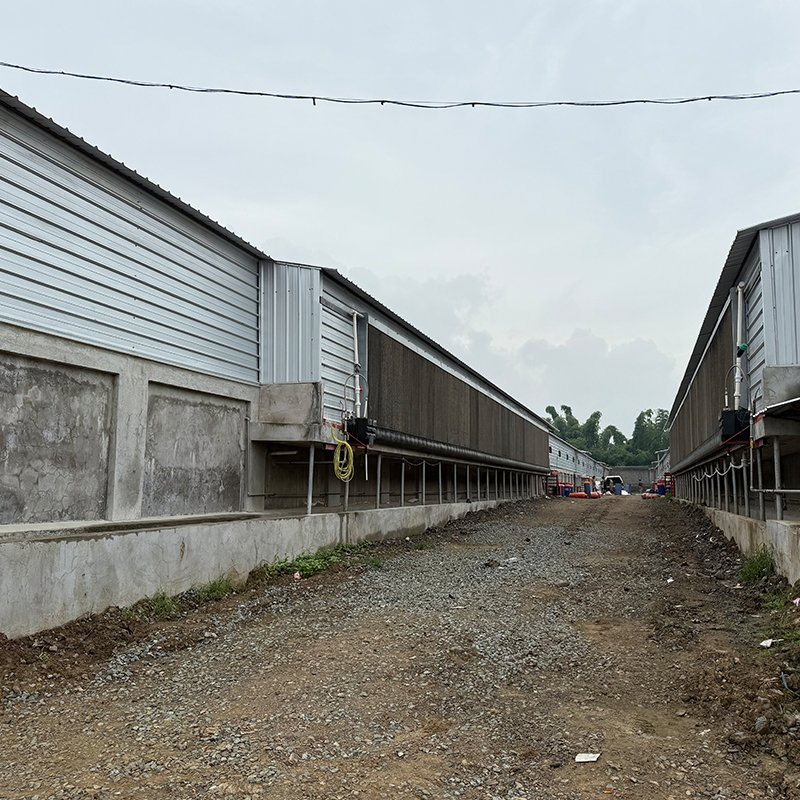 Edificio de granja de pollos de alta resistencia, soluciones modulares personalizadas, rápido crecimiento, sensores inteligentes, baja mortalidad