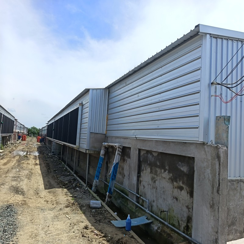 Crecimiento Rápido Granja de Pollos Edificio Modular Producción Optimizada Ventilación Cómoda Iluminación Inteligente Materiales Duraderos