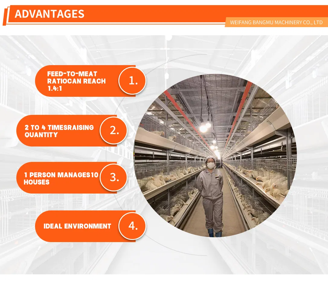 Broiler Cage System View 2