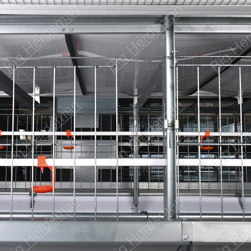 Commercial Chicken Breeder Cage Equipment With Large Bird Space And Aluminized Zinc Structure For Poultry Breeding Farms