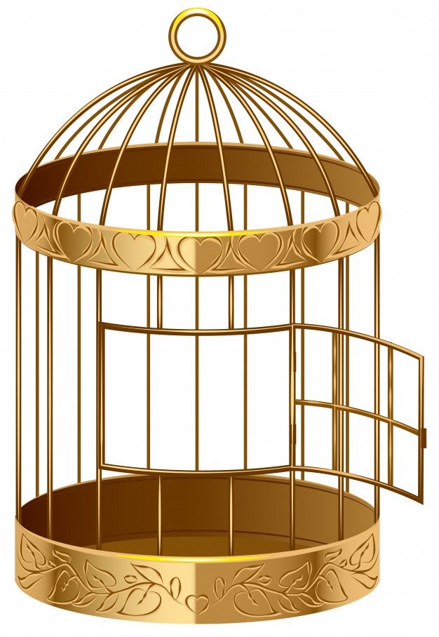 Bird Cage Design 6