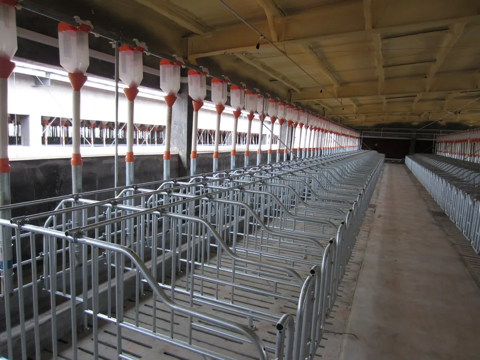 Steel Pig Barns Modular Housing Systems Quick-Install Poultry Farm Buildings Lightweight Structure