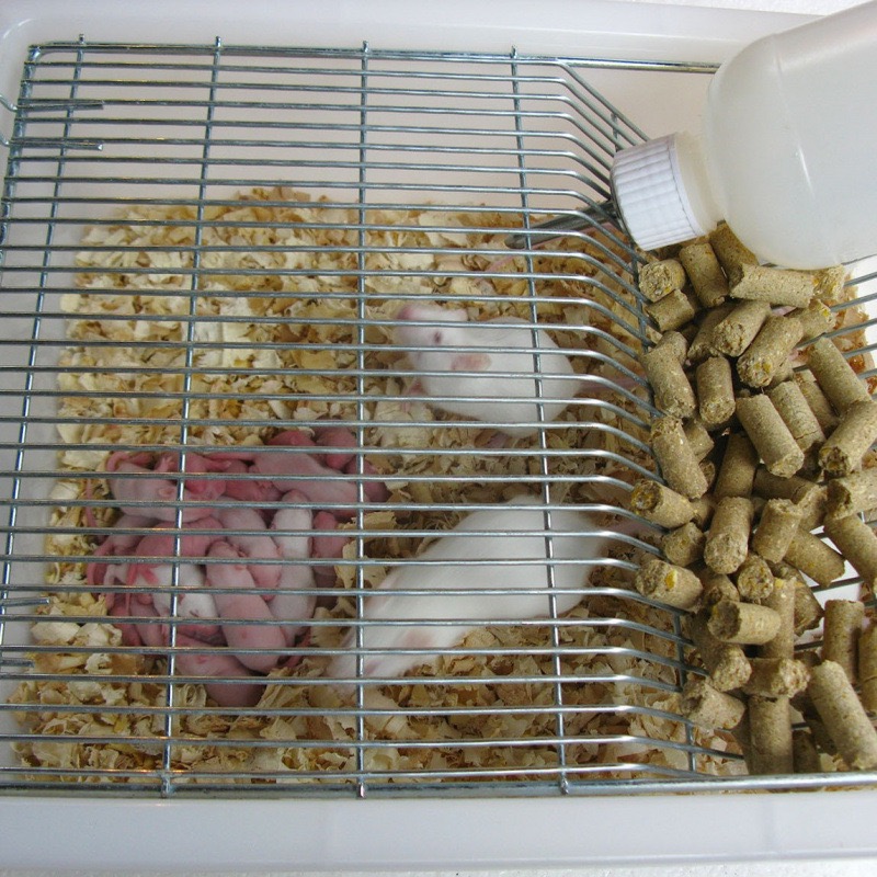 Laboratory Rodent Breeding Cage Ventilated Housing for Mice Rats &amp; Fancy Rats for Research &amp; Breeding Plastic Fashion Design