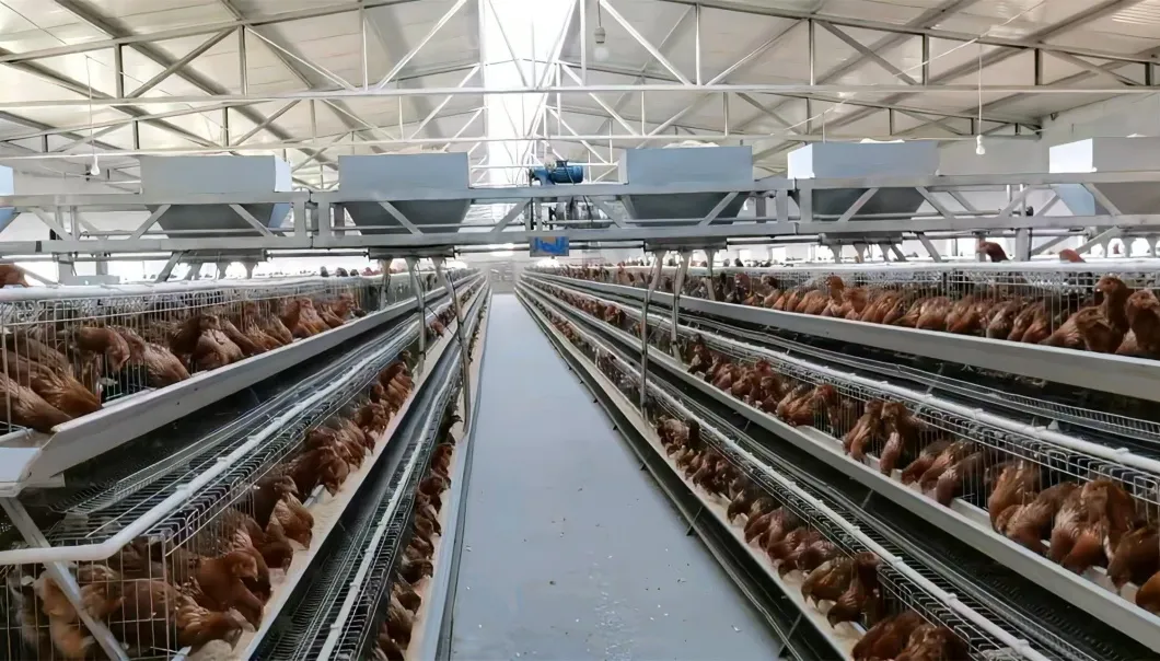 Modular Expandable Configuration Allowing Gradual Farm Capacity Growth Chicken Cage System