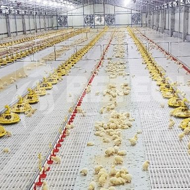 Turnkey Steel Structure Poultry and Livestock Housing Solutions From Professional Manufacturer Supplier