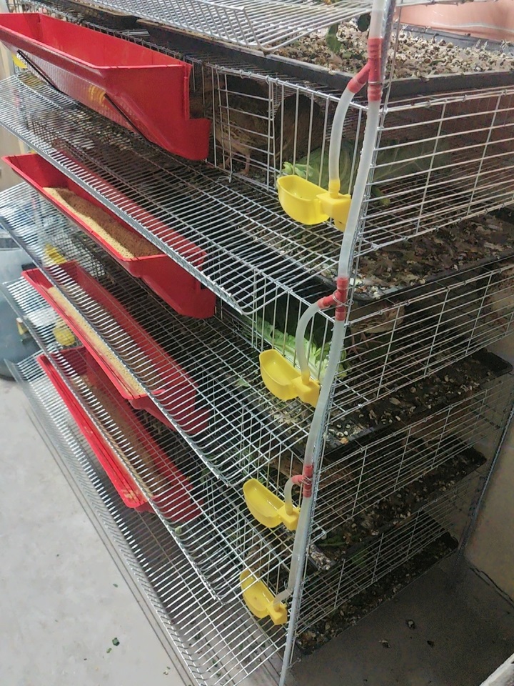 New Multi-Purpose H Type Quail Cage with Removable Waste Tray for Quails &amp; Chicks Small Poultry Easy Clean Wire Mesh Structure