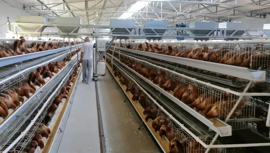 Modular Expandable Configuration Allowing Gradual Farm Capacity Growth Chicken Cage System