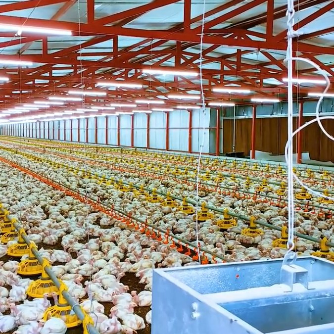 Provide Construction Plan Poultry Shed Farm Building Prefabricated Housing Steel Structure