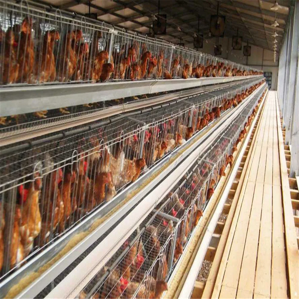 Turnkey Steel Structure Poultry and Livestock Housing Solutions From Professional Manufacturer Supplier