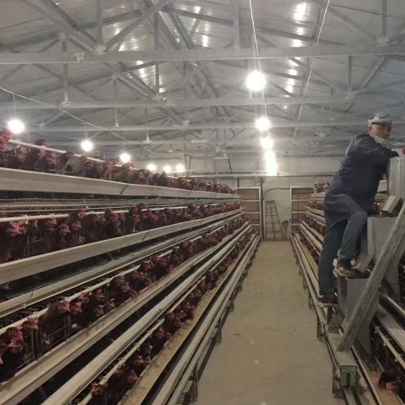 Modular Expandable Configuration Allowing Gradual Farm Capacity Growth Chicken Cage System