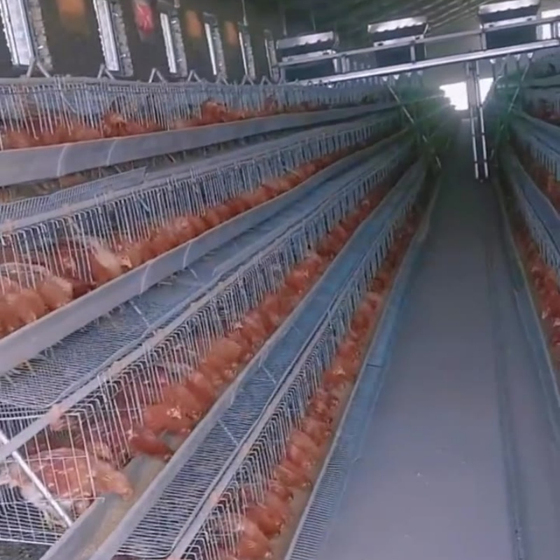 Expandable Modular System for Gradually Growing Poultry Farm Galvanized Chicken Cage