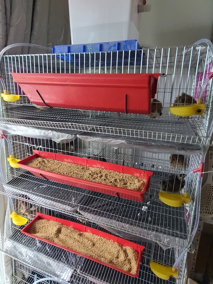 New Multi-Purpose H Type Quail Cage with Removable Waste Tray for Quails &amp; Chicks Small Poultry Easy Clean Wire Mesh Structure
