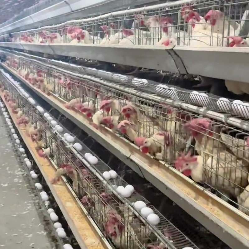 Expandable Modular System for Gradually Growing Poultry Farm Galvanized Chicken Cage