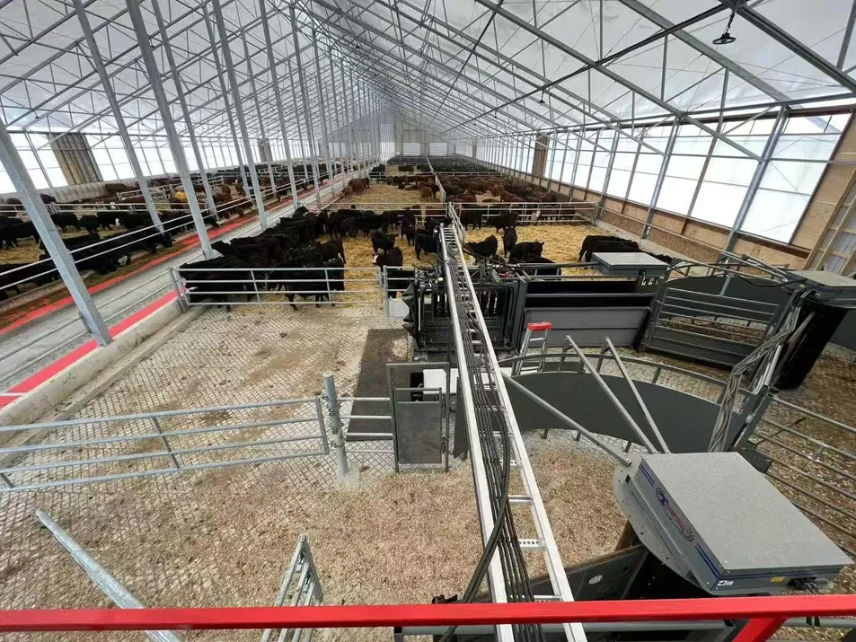 Cattle Shed Interior Layout