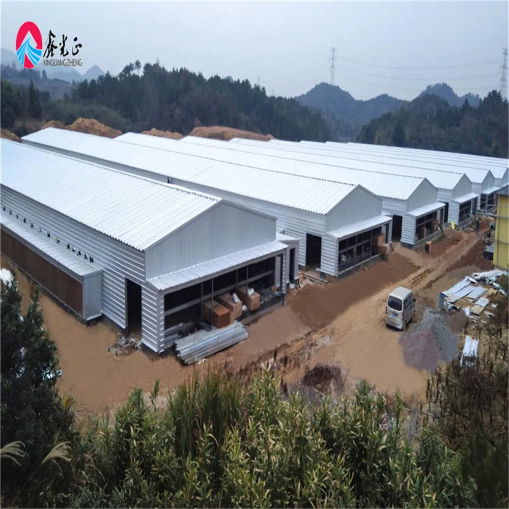 Turnkey Steel Structure Poultry and Livestock Housing Solutions From Professional Manufacturer Supplier