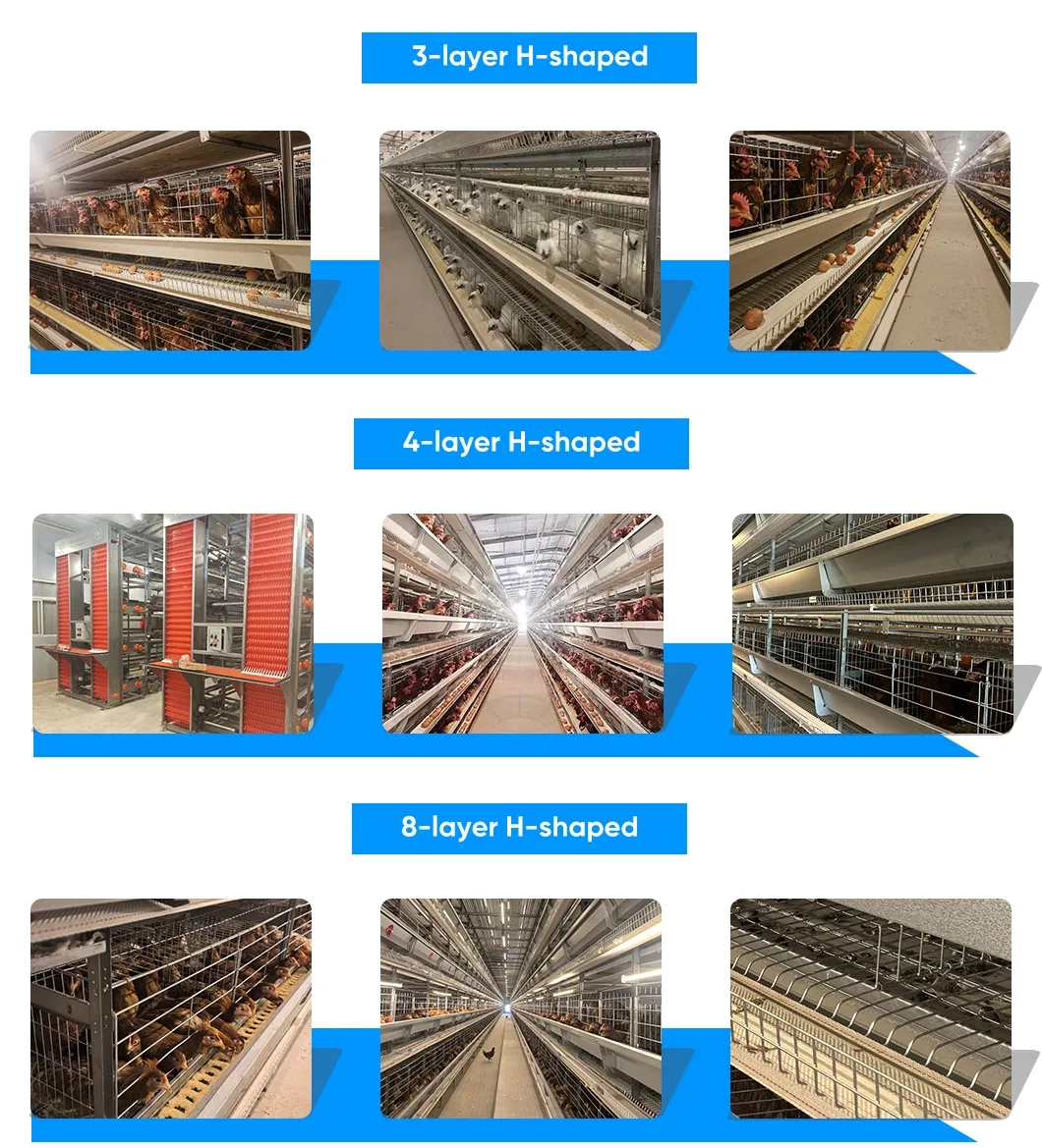 Modular Expandable Configuration Allowing Gradual Farm Capacity Growth Chicken Cage System