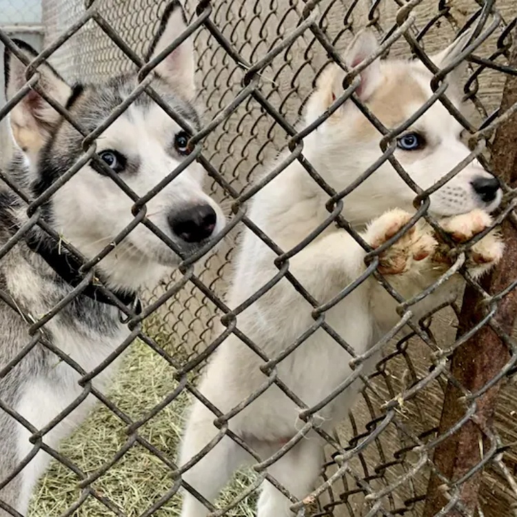 Heavy Duty Pet Dog Enclosure Large Outdoor Pet Enclosure Dog Kennel Portable Indoor Metal Dog Cage Fences