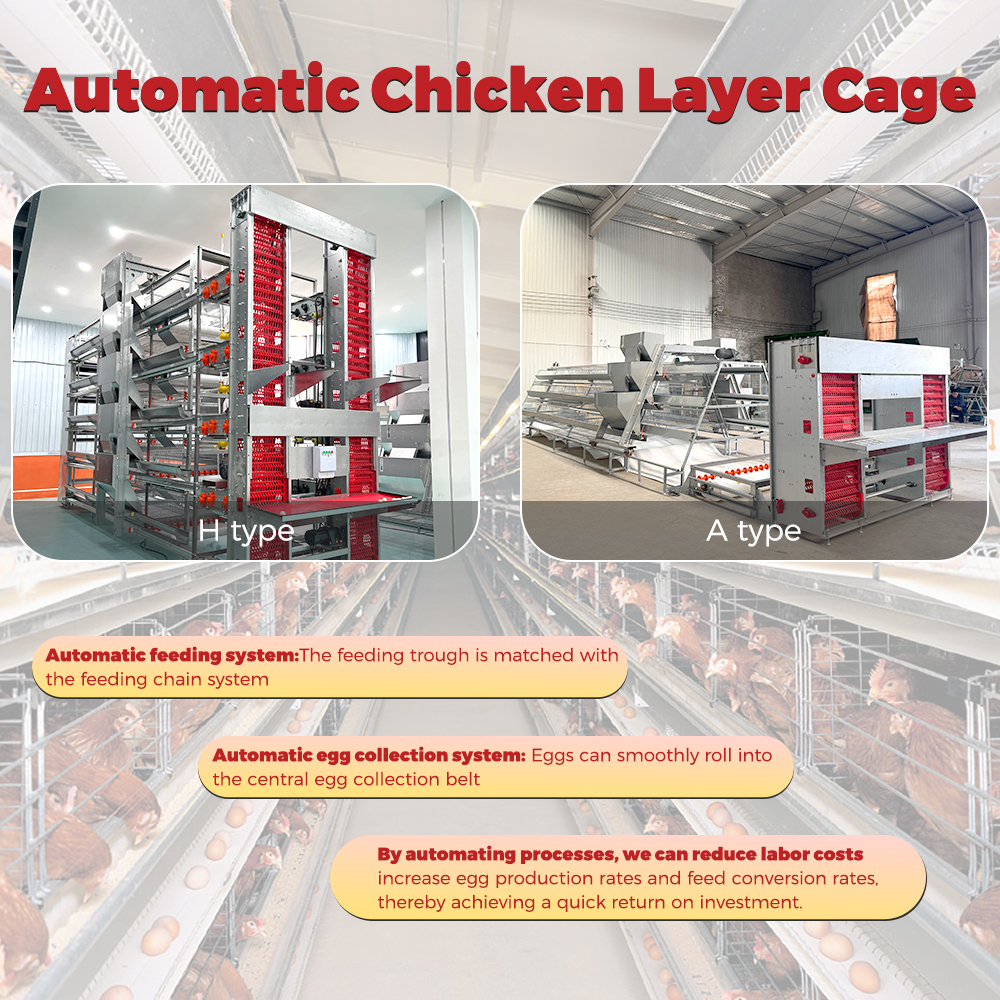 H Type Fully Automatic Animal Chicken Cage Laying 120/160 Capacity 20000 Birds Poultry Breeding Battery Egg Layer Cage for Sale
