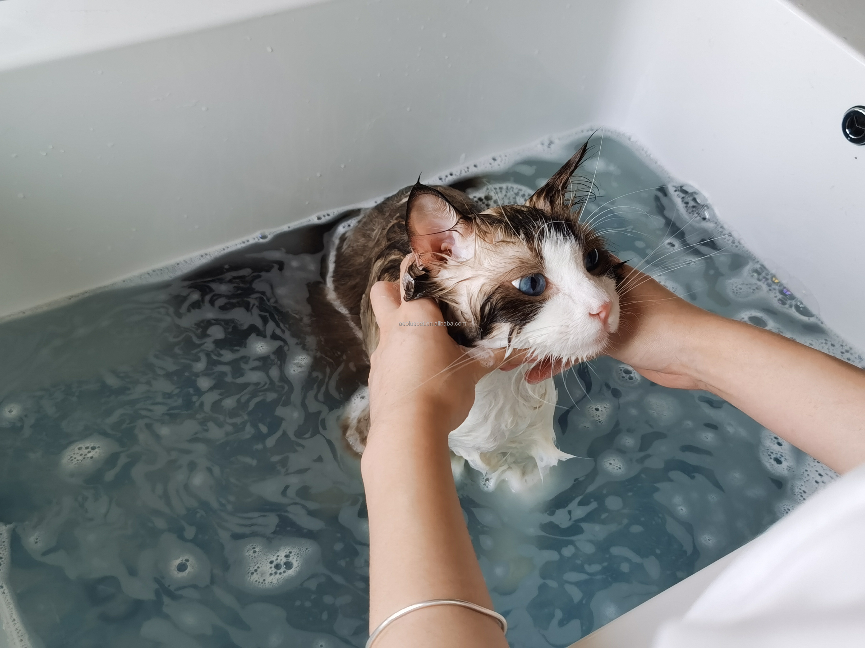 Pet Grooming Service 3