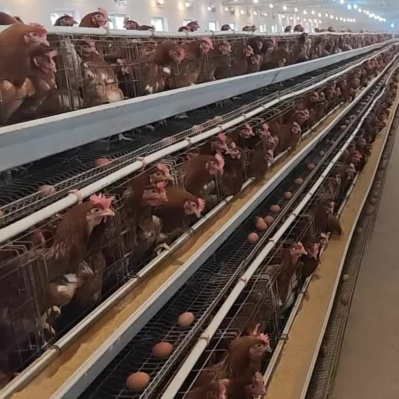 Expandable Modular System for Gradually Growing Poultry Farm Galvanized Chicken Cage