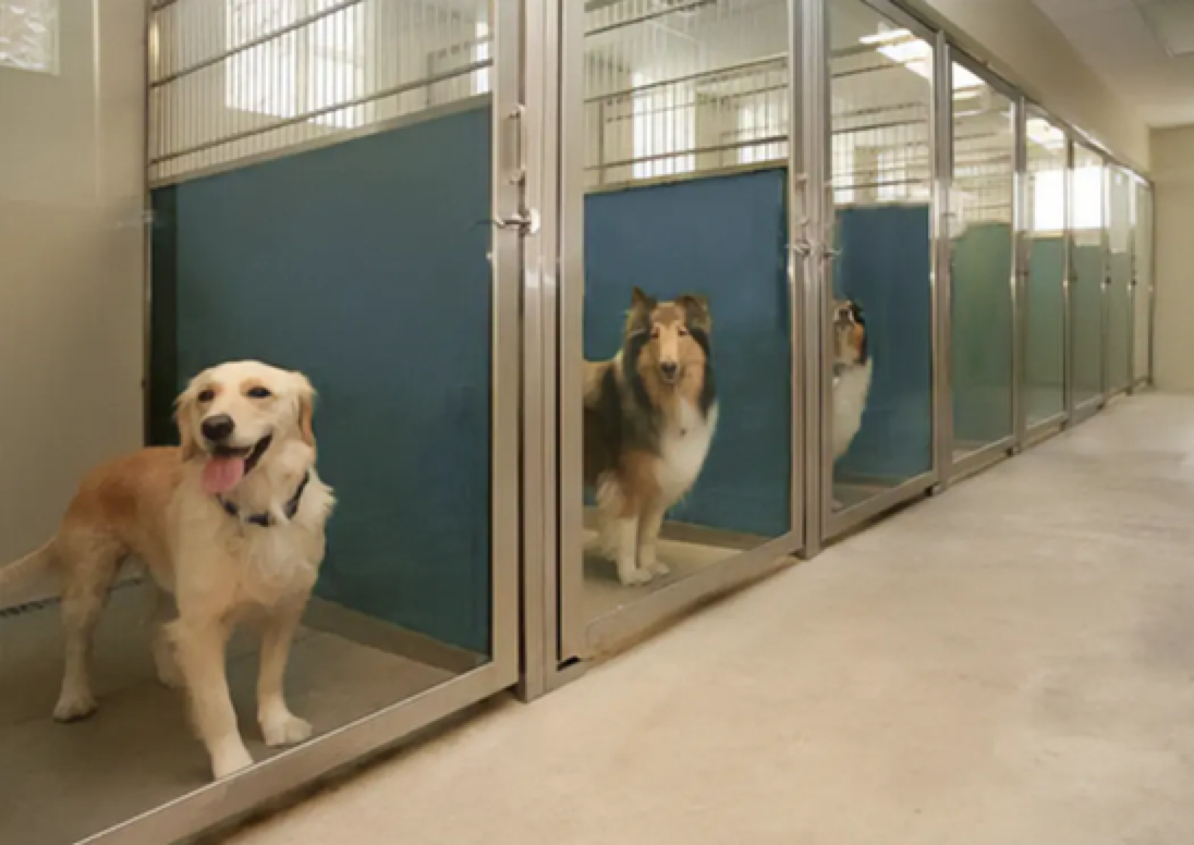Dog Pet Animal Cages Veterinary Kennel Dog Kennels Large Outdoor Weather Proof