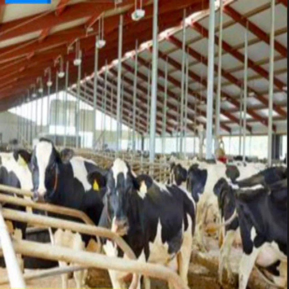 Farming Steel Structure Housing for Poultry and Livestock Ranch