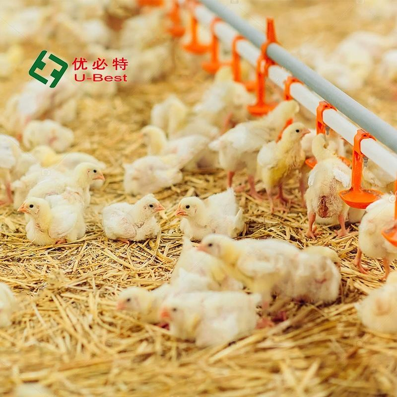 Provide Construction Plan Poultry Shed Farm Building Prefabricated Housing Steel Structure