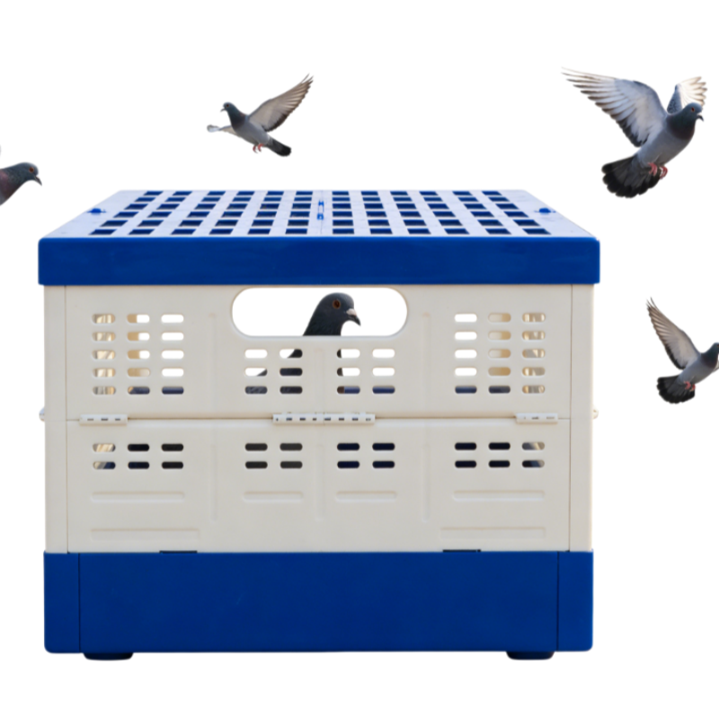 Foldable Plastic a Type New Chicken Breeding Carrier Portable Transport Crate Racing Training Box