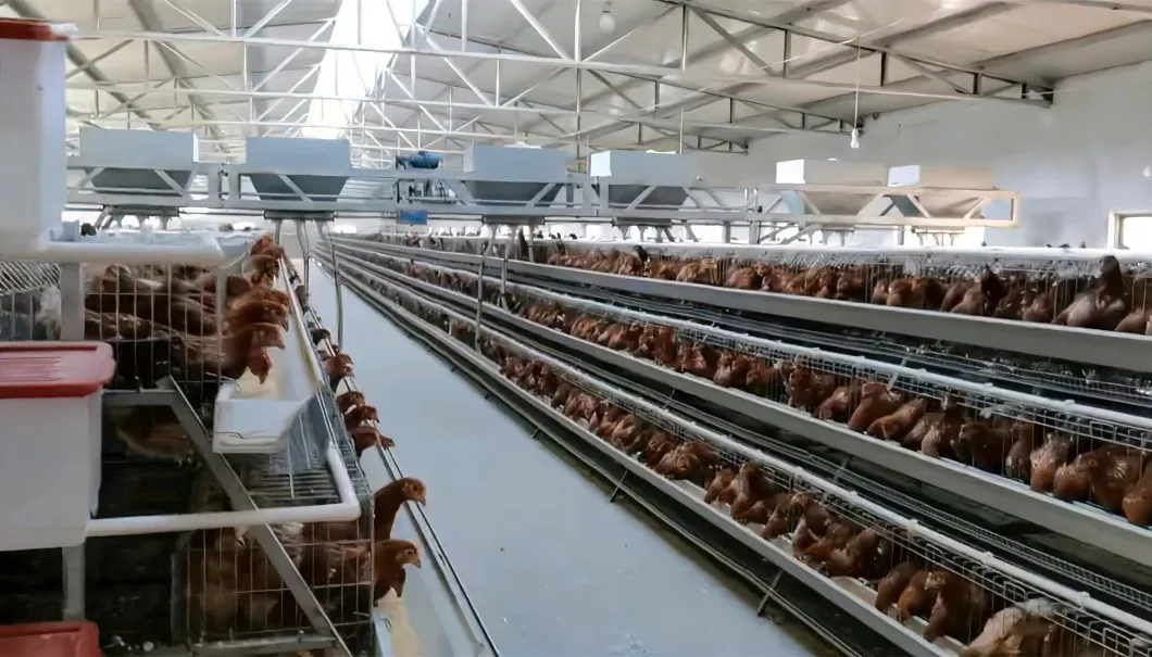Expandable Modular System for Gradually Growing Poultry Farm Galvanized Chicken Cage
