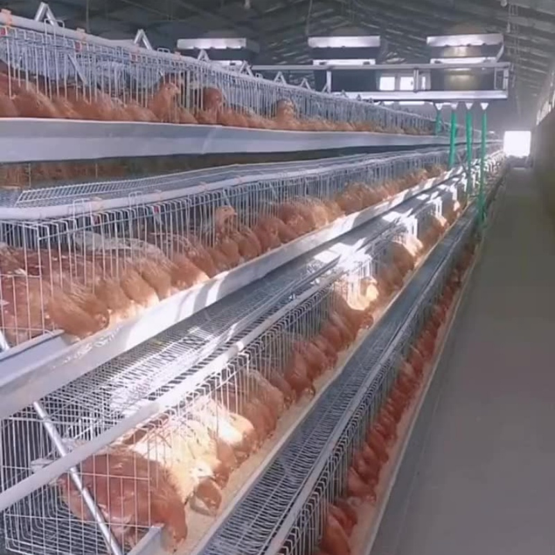 Expandable Modular System for Gradually Growing Poultry Farm Galvanized Chicken Cage