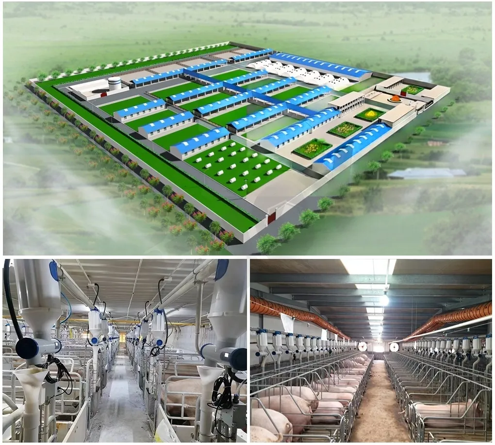 Steel Pig Barns Modular Housing Systems Quick-Install Poultry Farm Buildings Lightweight Structure