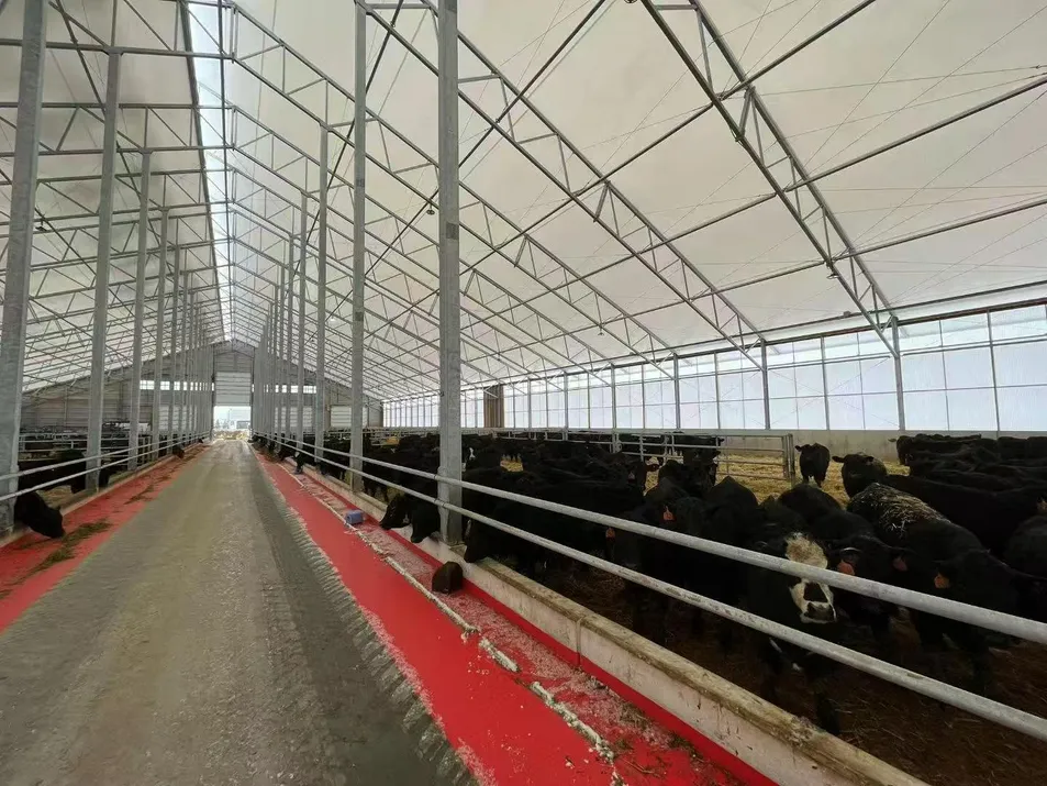 Steel Structure Cattle Shed Exterior View