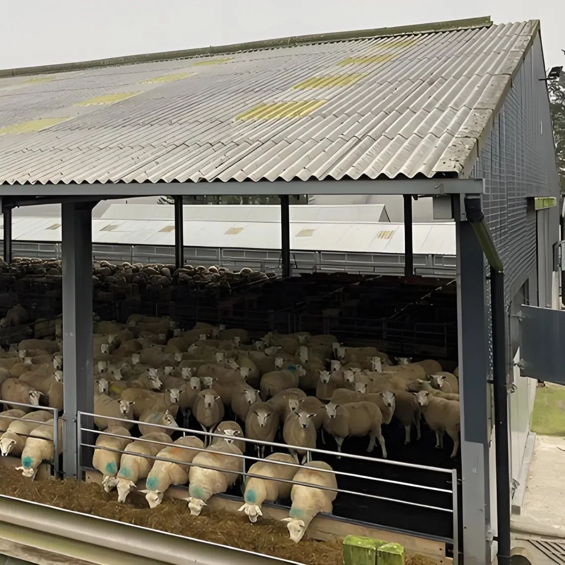 Online One-on-One Solution Bolt Connection Ventilated Cattle Housing Design Structure
