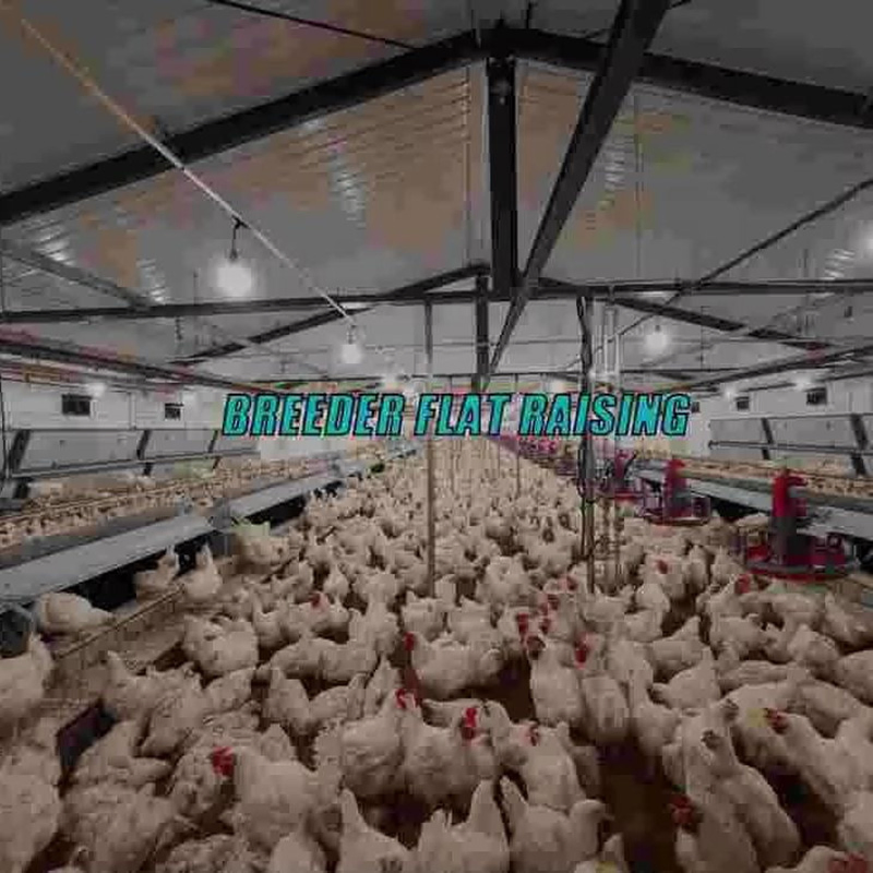 Automatic Chicken Chain Feeding Laying Box Poultry Equipment for Breeder Chicken